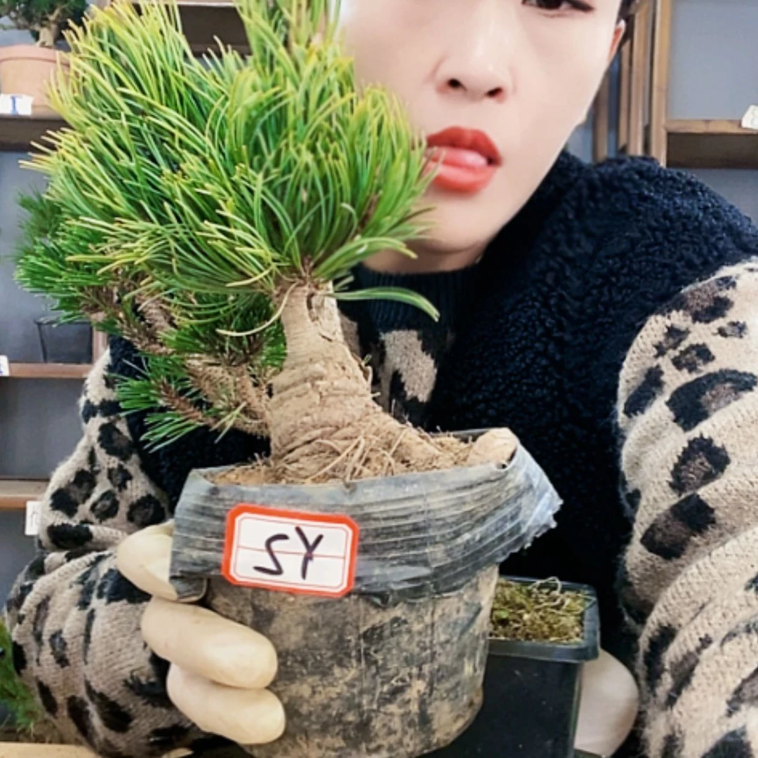 【闪购商品】植物形态