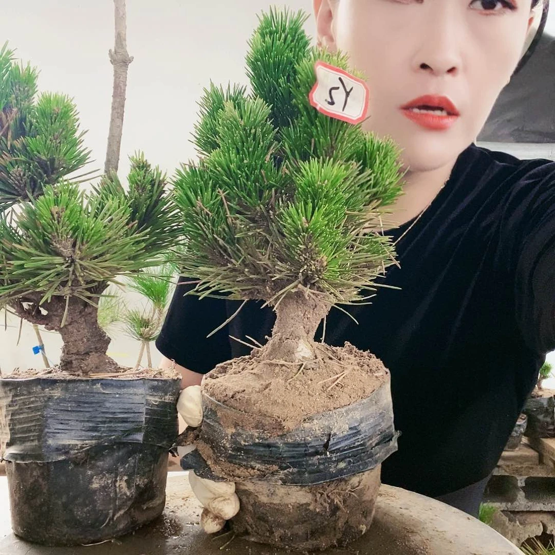 植物形态。
