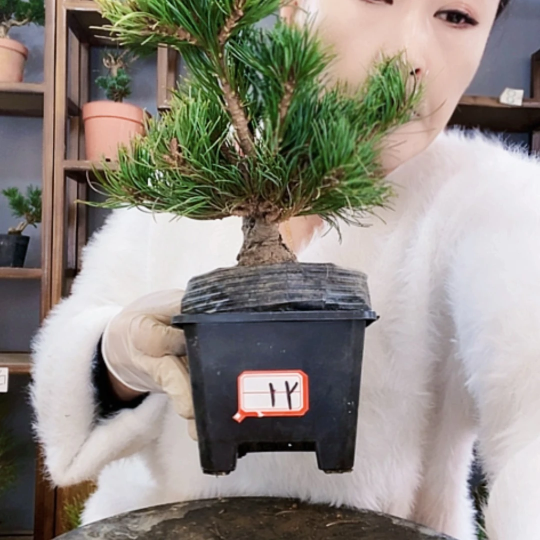 【闪购商品】s****r植物形态