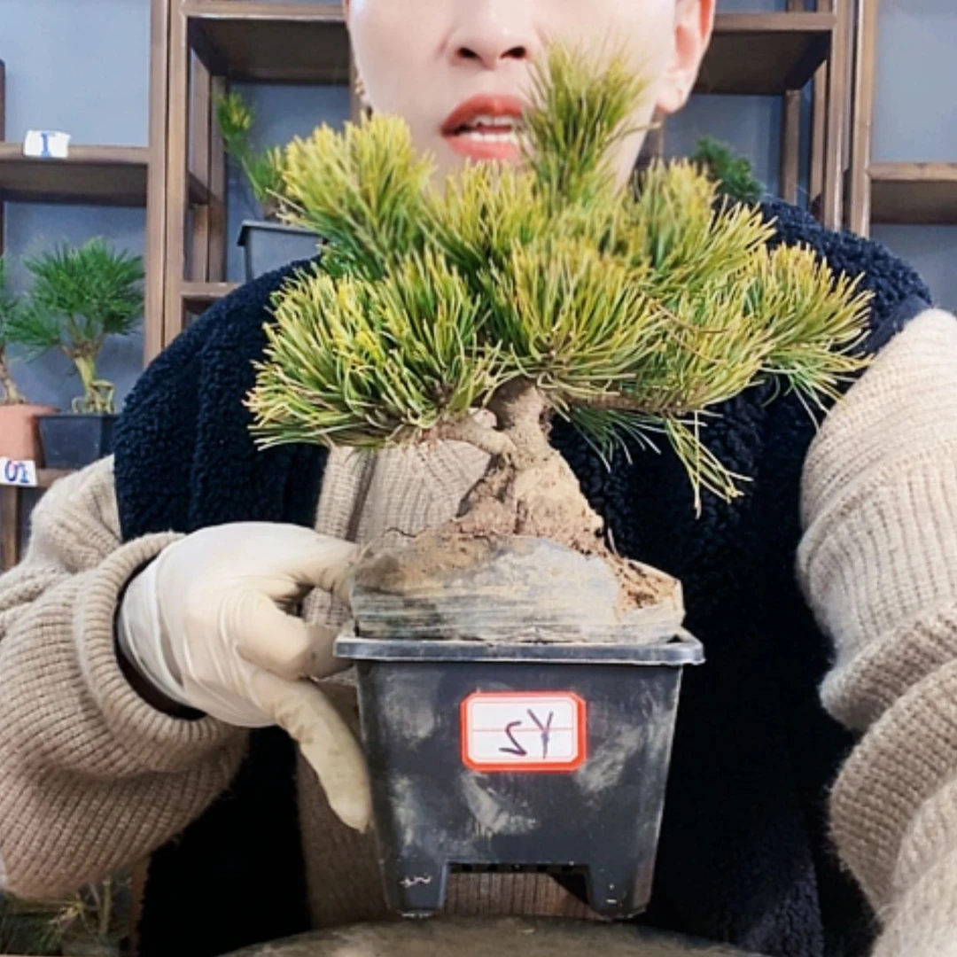 【闪购商品】植物形态