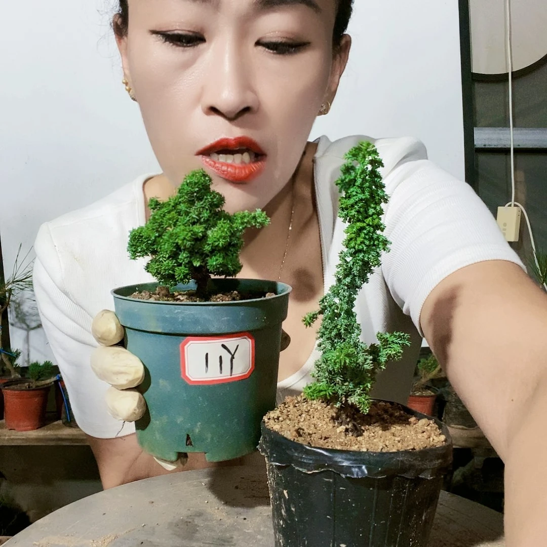植物形态。