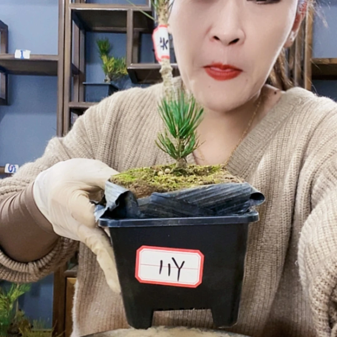 【闪购商品】植物植物形态
