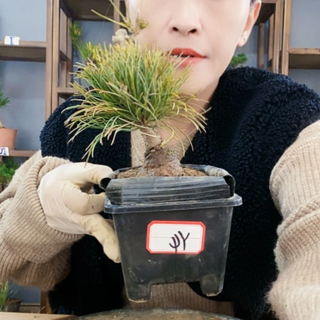 【闪购商品】植物形态