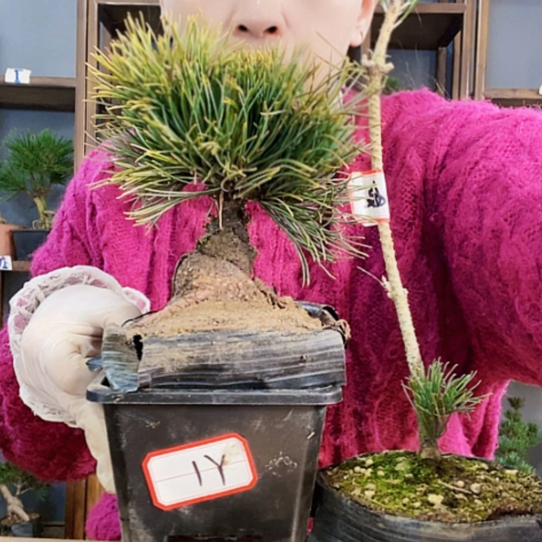 【闪购商品】植物形态
