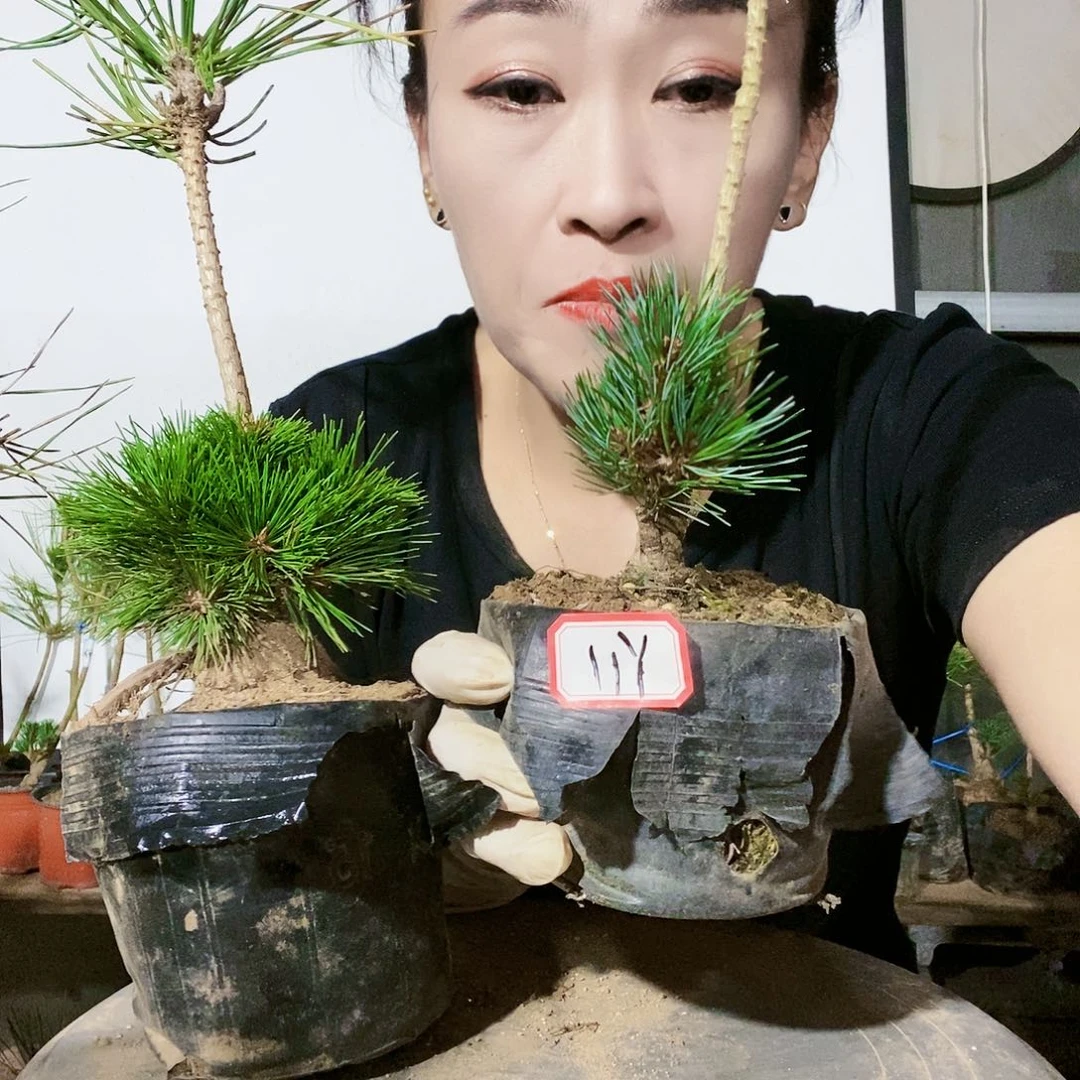 植物形态。