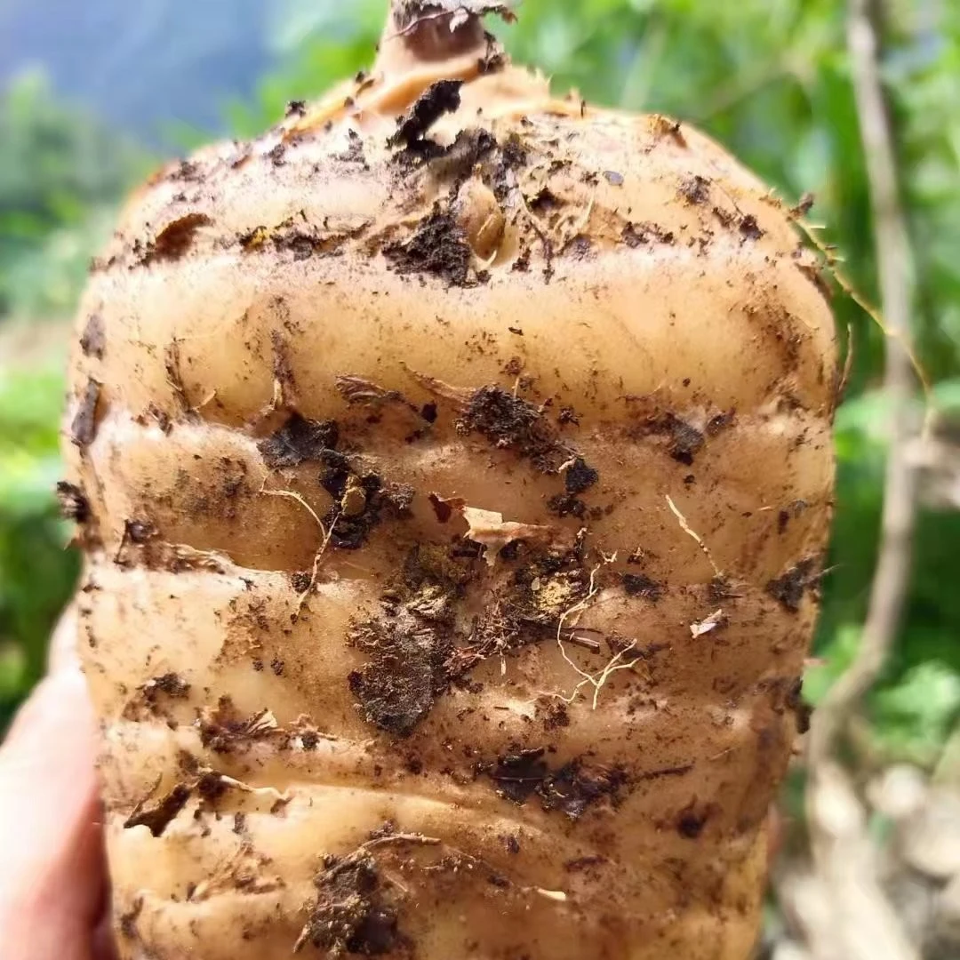 贵州大方高山新鲜天痲现挖现发货1斤/2斤包邮