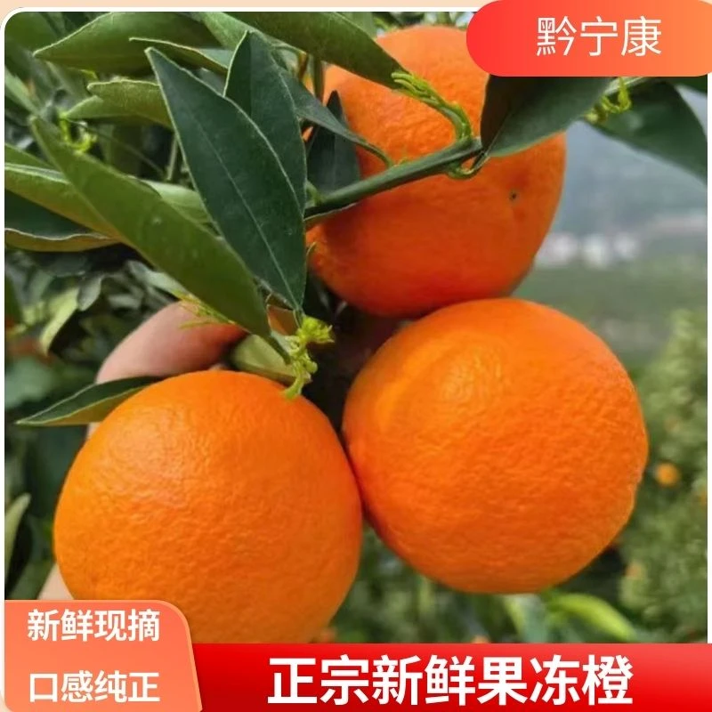 【应季精选】四川爱媛果冻橙鲜甜爽口/皮薄肉厚/新鲜采摘发货