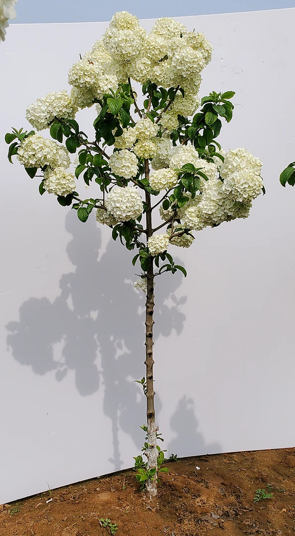 中华木绣球大花斗球