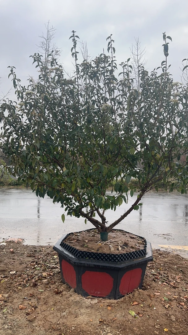 中华木绣球大树订金