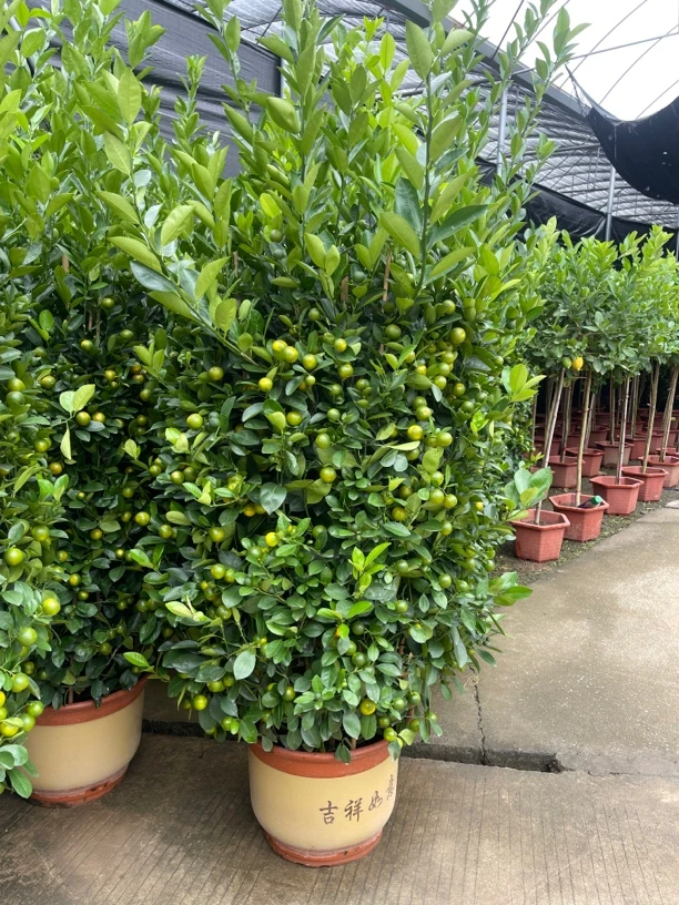 大型绿植直播间一物一拍