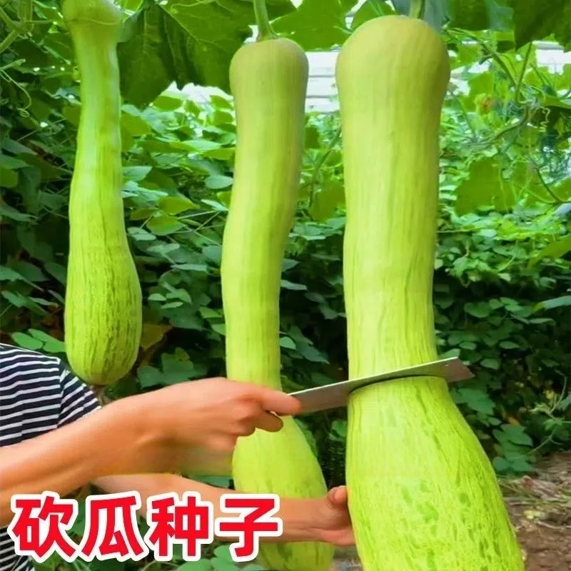 神奇砍瓜种子四季神奇吊瓜种瓜果种子春天阳台庭院蔬菜种子