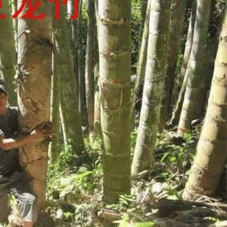 大型巨龙竹楠竹种子食用竹笋种子四季庭院室外种植巨龙竹竹子种子