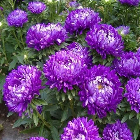 菊花种子翠菊种子重瓣四季阳台庭院盆栽易活花草翠菊花卉种子