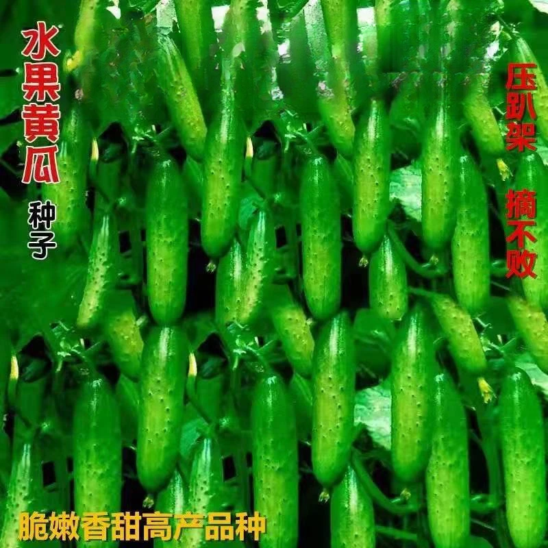 【不搭架】水果黄瓜种子老品种四季播黄瓜籽种子阳台蔬菜种孑