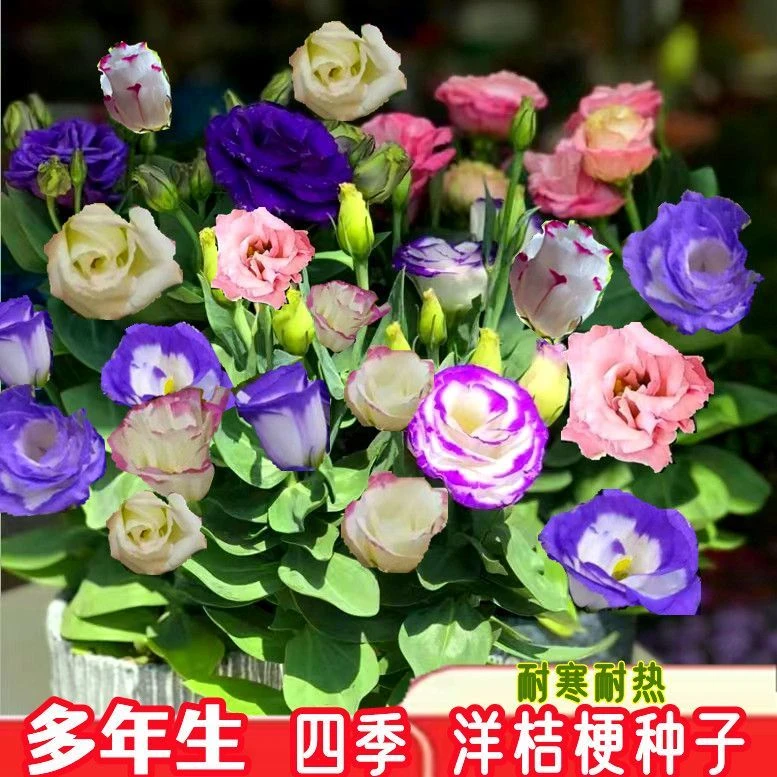 四季易种重瓣洋桔梗种子混色多年生阳台庭院盆栽室外花卉植物籽
