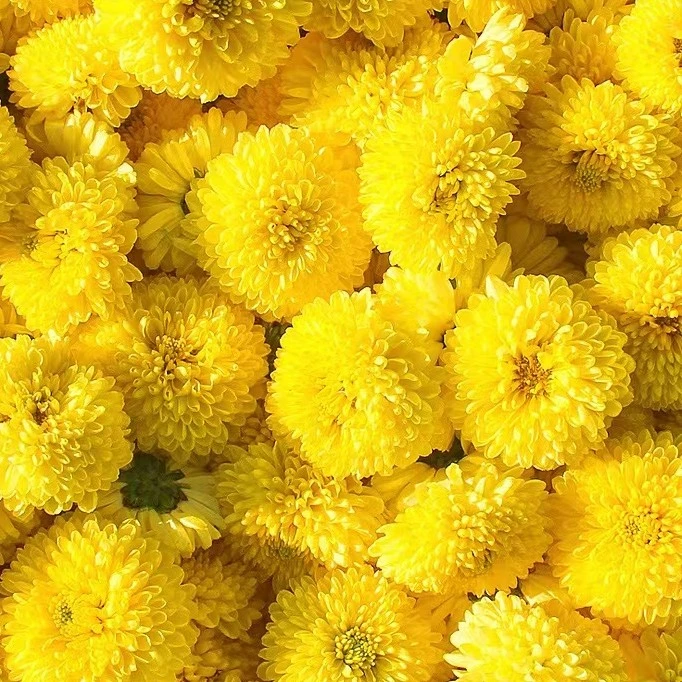 【徽州皇菊】绣球菊徽州皇菊罐装袋装乒乓球清甜菊花茶黄菊花草茶