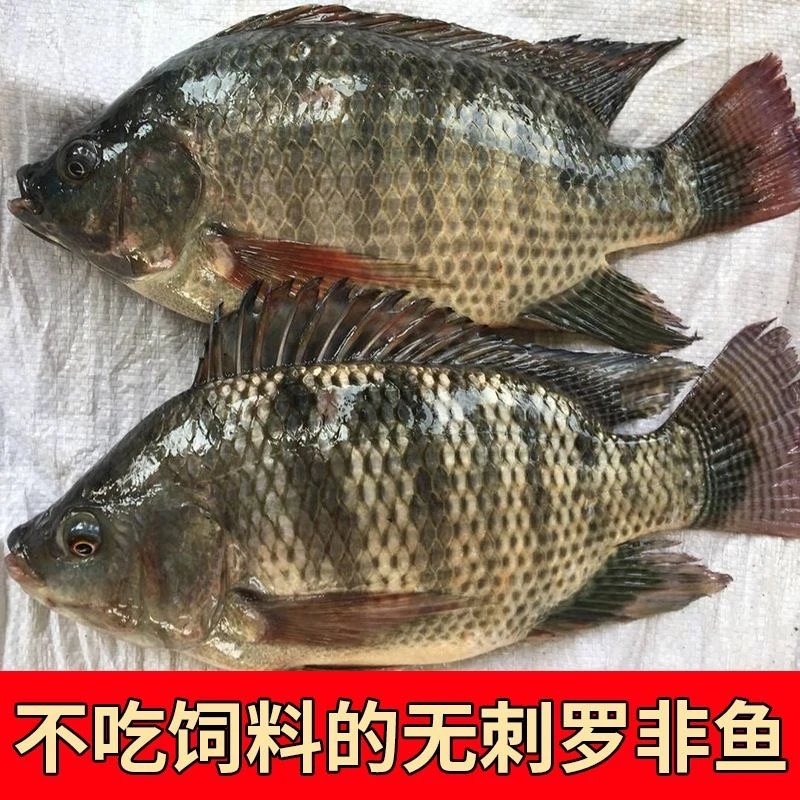 罗非鱼鲜活现杀的非洲鱼三去后净重速冻包邮