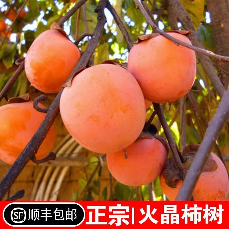 柿子苗树嫁接柿子树果苗庭院地栽南方北方种植果树苗火晶柿子树苗