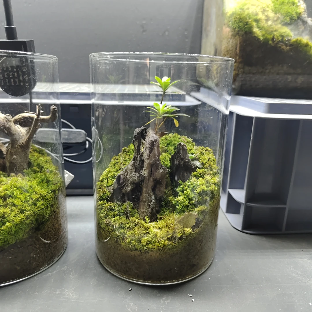 桌面苔藓微景观生态造景绿植禅意迷你小盆栽