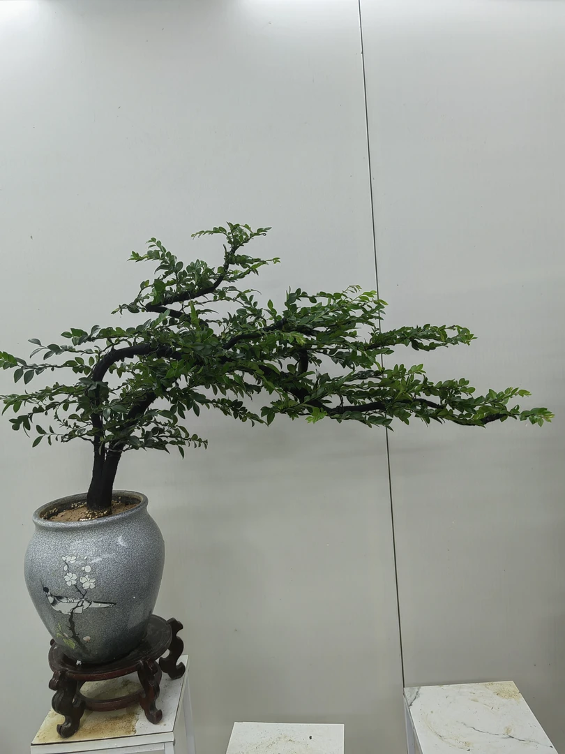 红旗飘飘黑骨茶造型 (一物一拍)