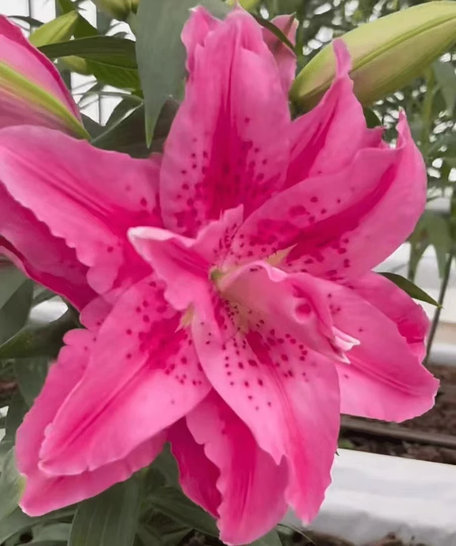 四季可种1颗17/19【艾斯拉】庭院阳台重瓣香水百合种球