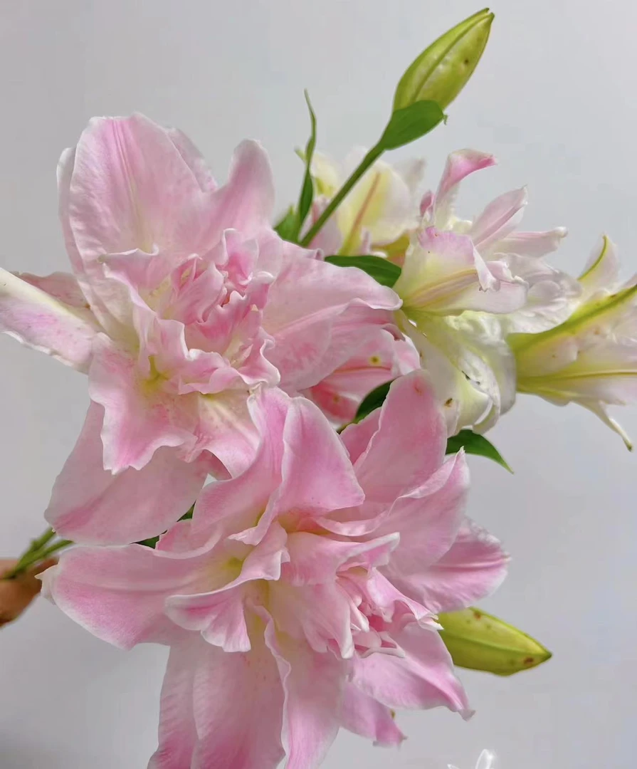 四季可种1颗13/15【萨拉】庭院阳台重瓣香水百合种球