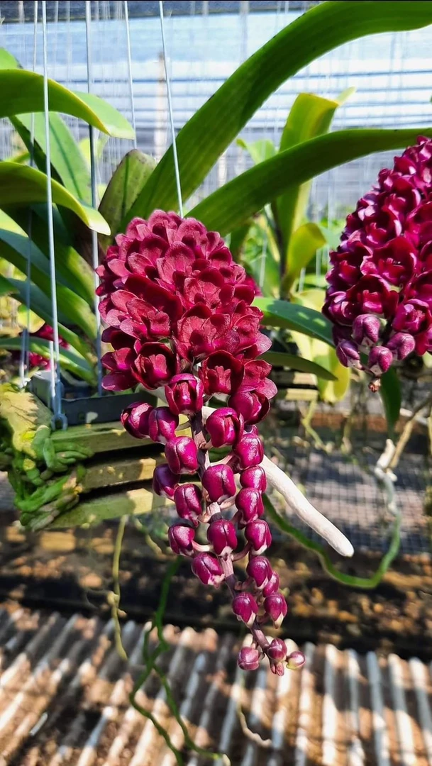 泰国红花象鼻兰五年苗浓香型