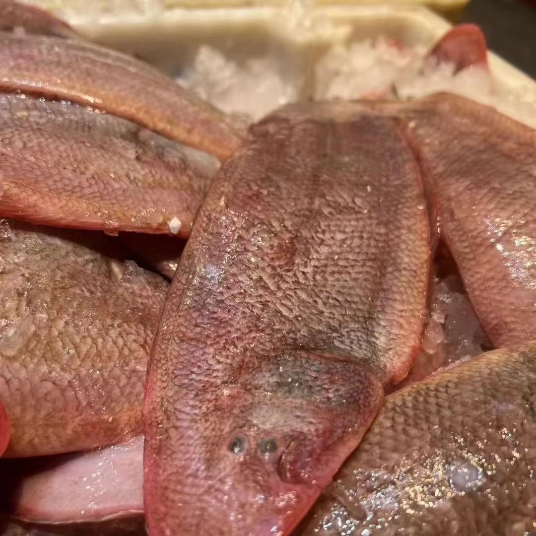 舟山本港龙利鱼玉秃鱼