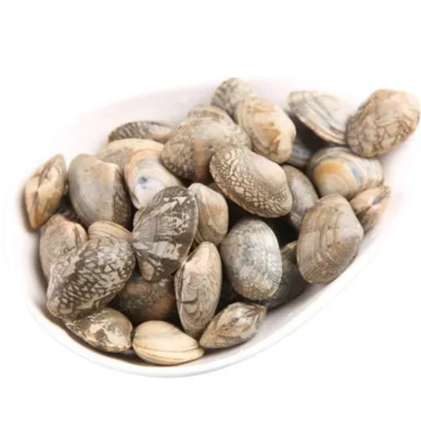 鲜活无沙大花蛤500g/份
