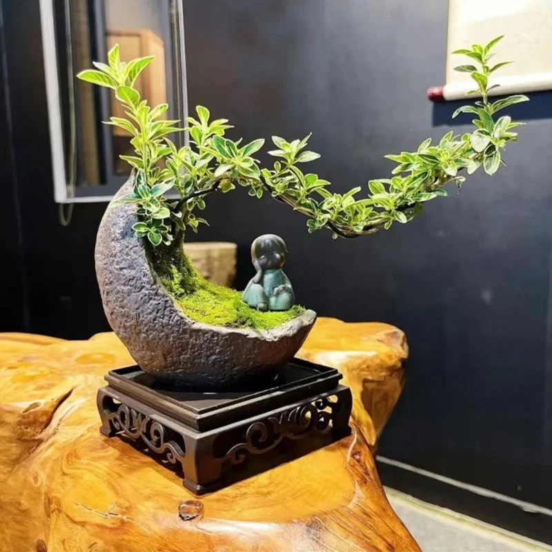 【加团送底座】六月雪盆栽植物室内盆栽桌面内净化空气美观绿植