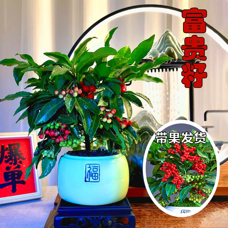 富贵籽盆栽老桩室内办公室黑骨茶四季植物绿植好养摆件养眼花卉