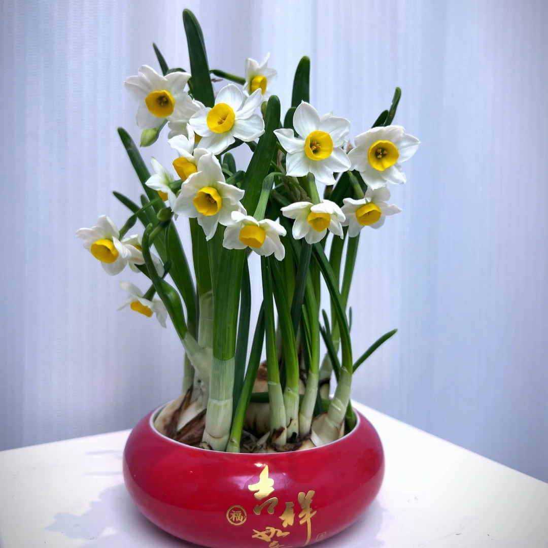 水仙花盆栽室内外阳台耐寒植物盆栽四季好养绿植南北方