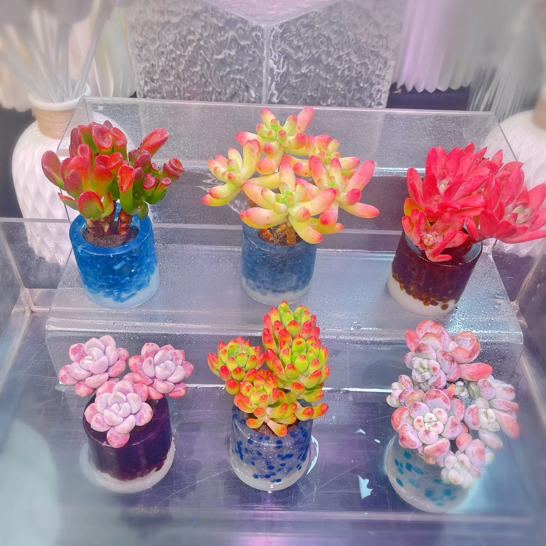 【彩云】N3老桩套餐（含花器）