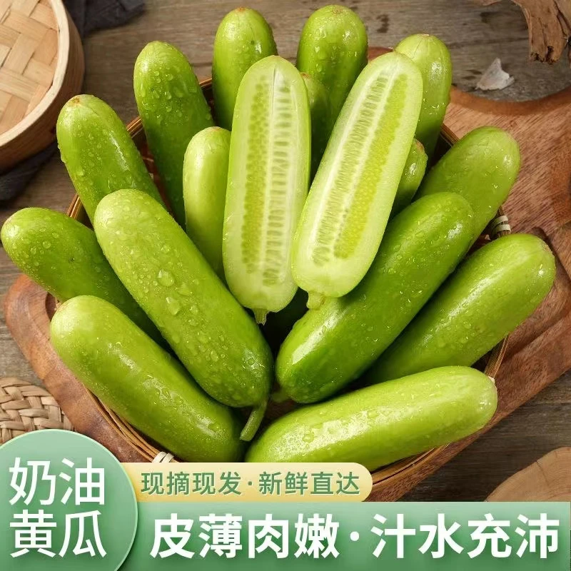 山西临汾奶油黄瓜 白玉黄瓜 现摘现发 生吃多汁爽口 鲜嫩无刺饱满