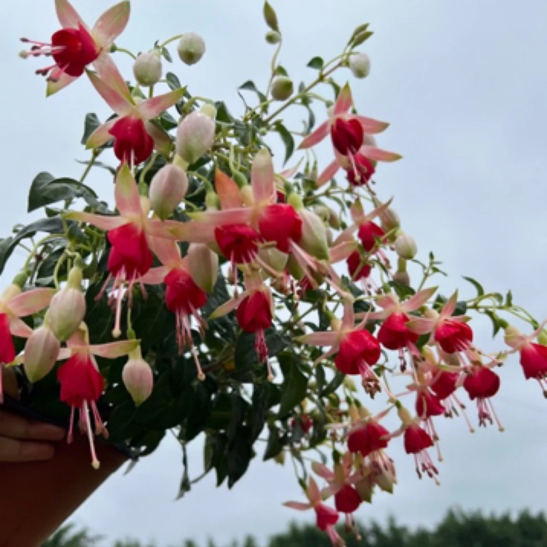 云花园艺【白壳红裙子倒挂金钟】带花苞云南基地直发