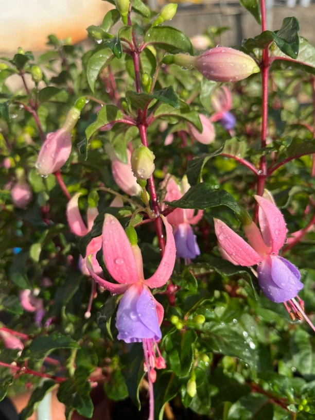 云花园艺【老桩母本粉莺歌倒挂金钟】不售后灯笼花带花苞发货