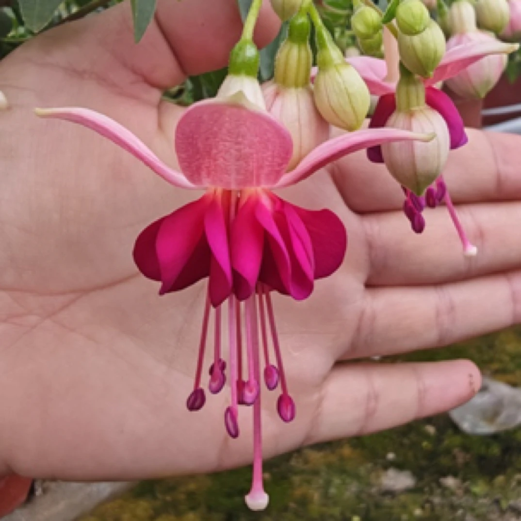 云花园艺【小叮当倒挂金钟】带花苞云南基地直发