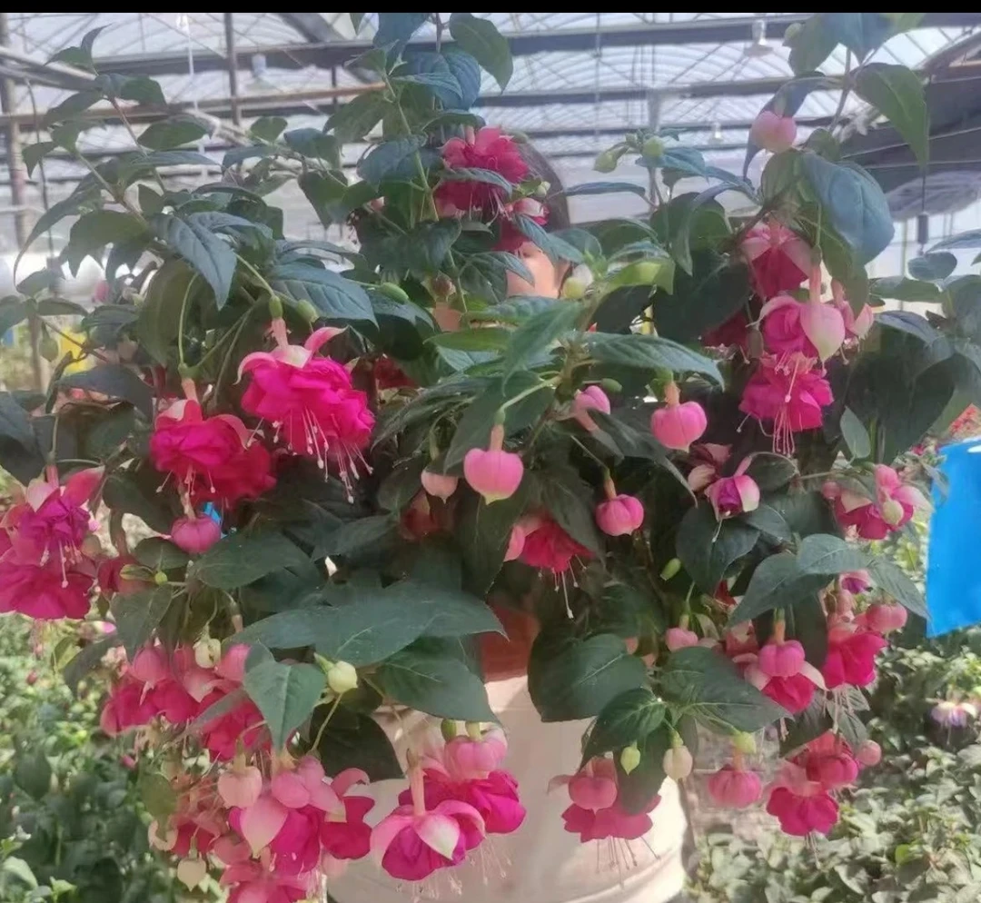 云花园艺【艾拉公主】大花红色带花苞倒挂金钟云南基地直发