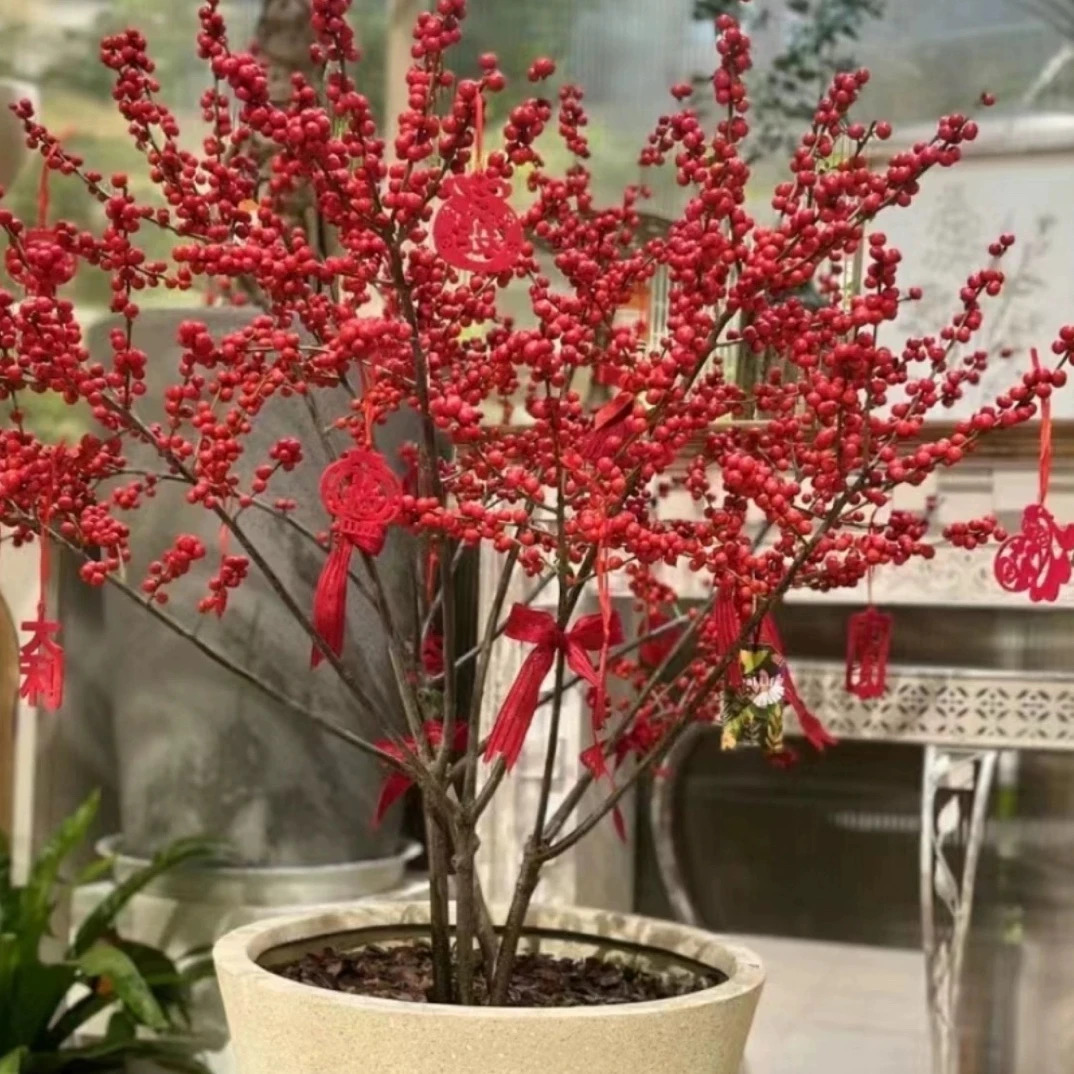 北美冬青耐寒树苗绿植花卉室内外年宵观果植物招财团圆盆栽地栽