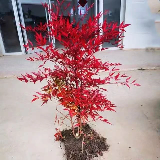 南天竹庭院造景室内种植一年四季都叶