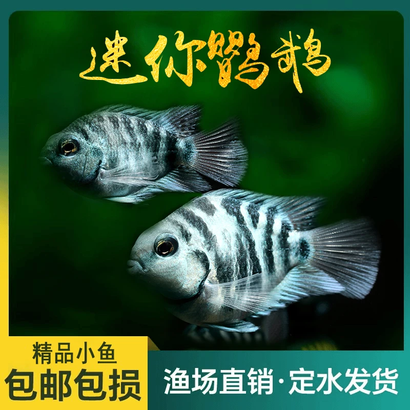 【生崽狂魔】迷你鹦鹉鱼胭脂色宝蓝色白金色种鱼观赏鱼热带鱼鱼新手