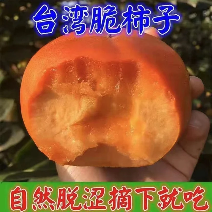 优质脆甜柿子树苗阳台庭院种植南北方种植