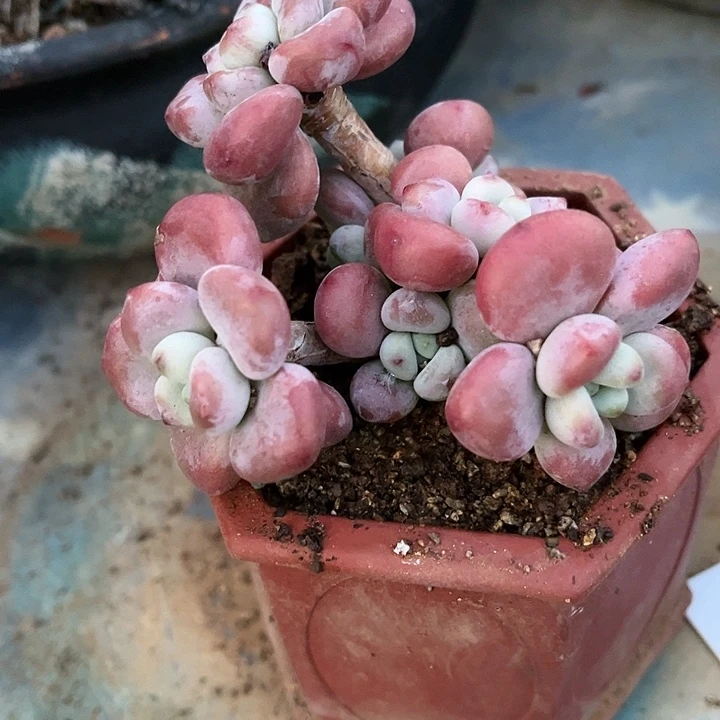 合****开合不来分不开