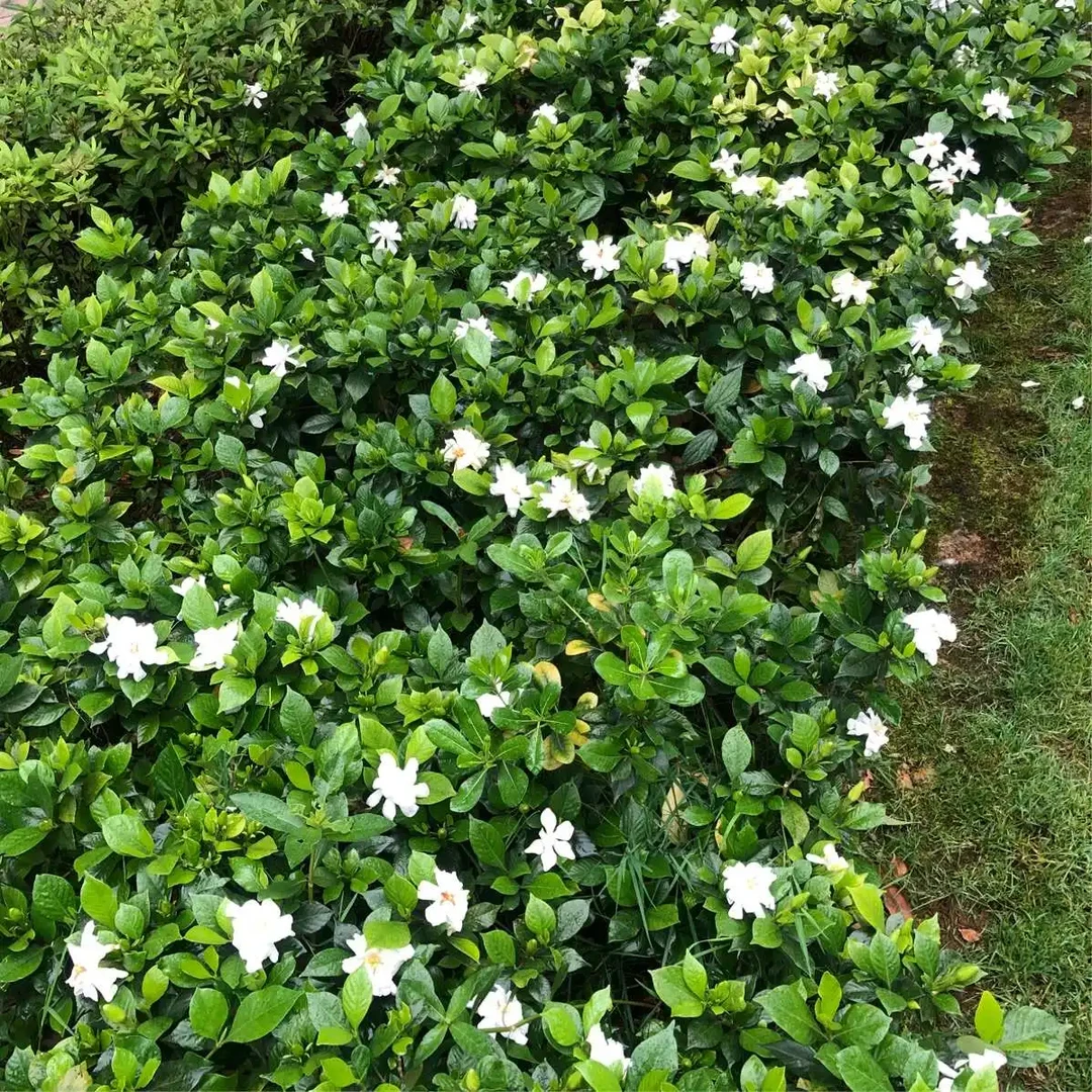 栀子花盆景直播素材