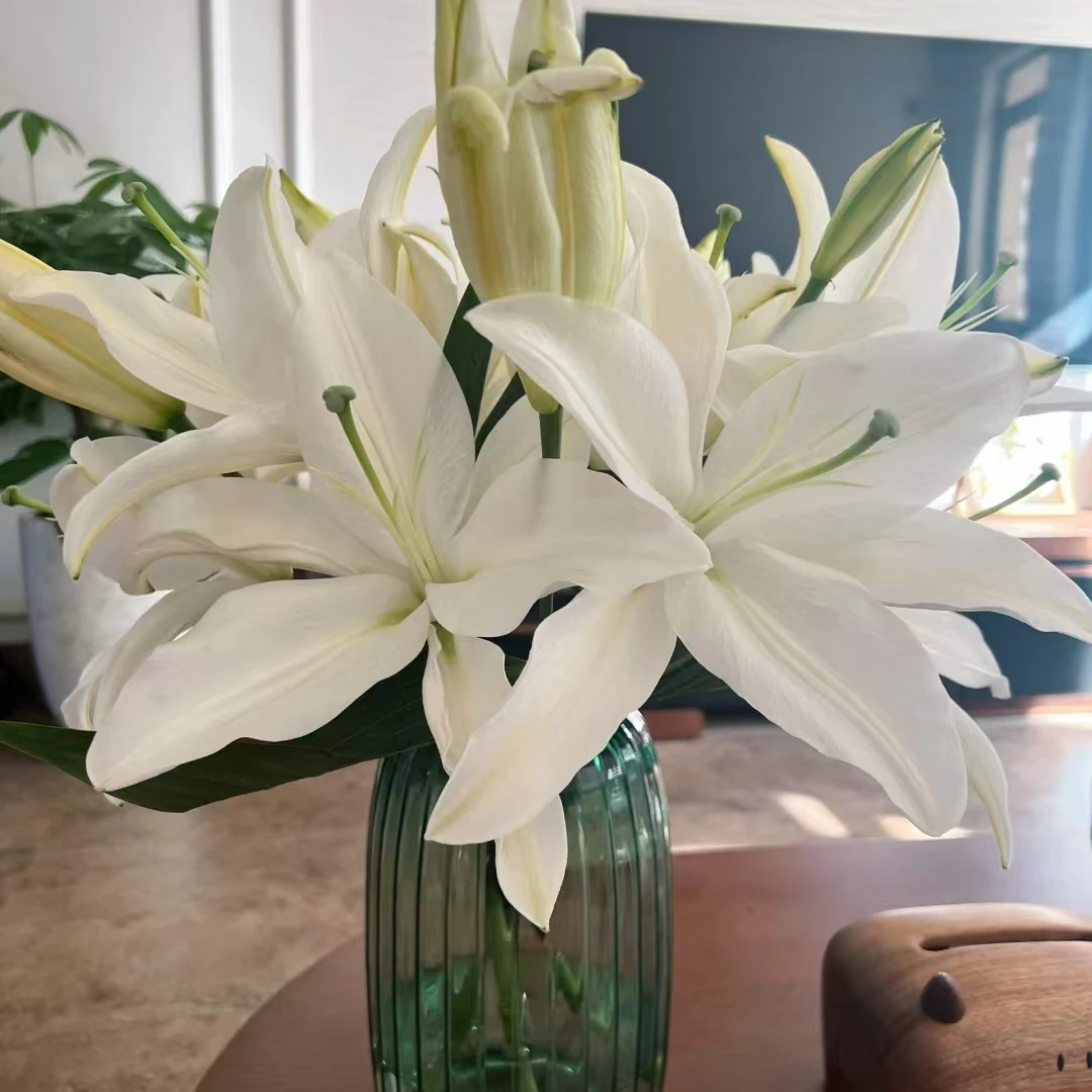 【白天霸】单瓣两头百合