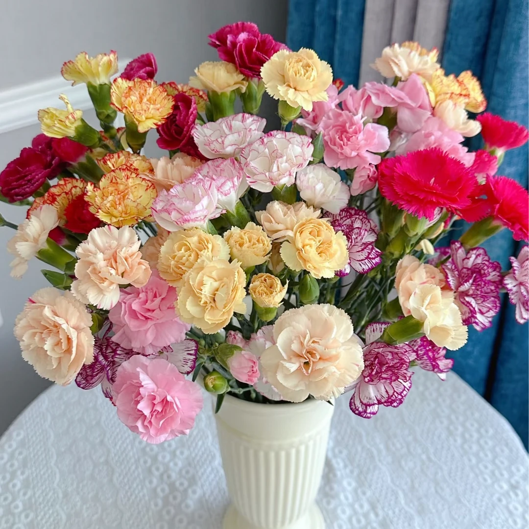 混色康乃馨花田家