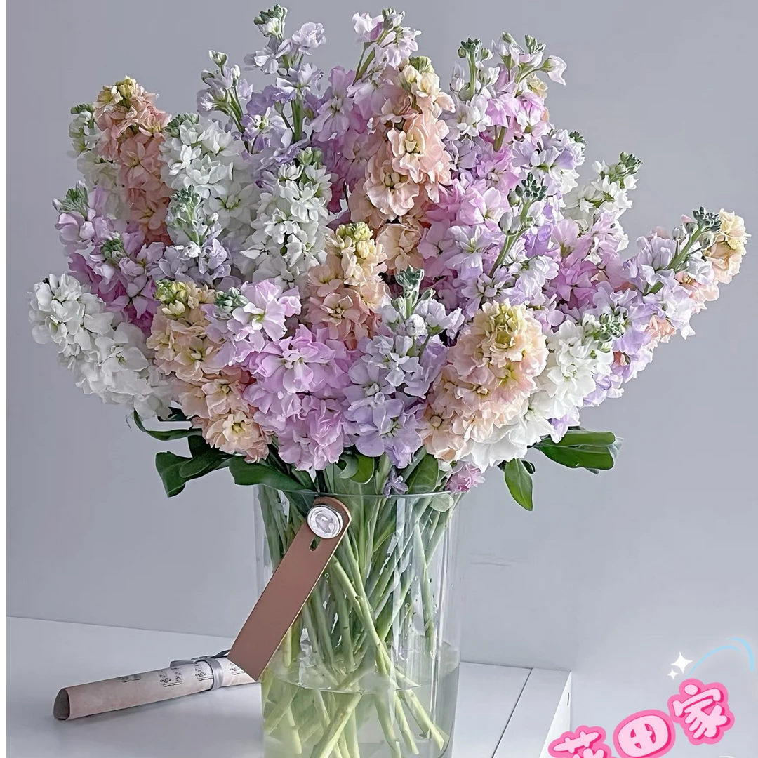 【紫罗兰康乃馨组合】花田家鲜花