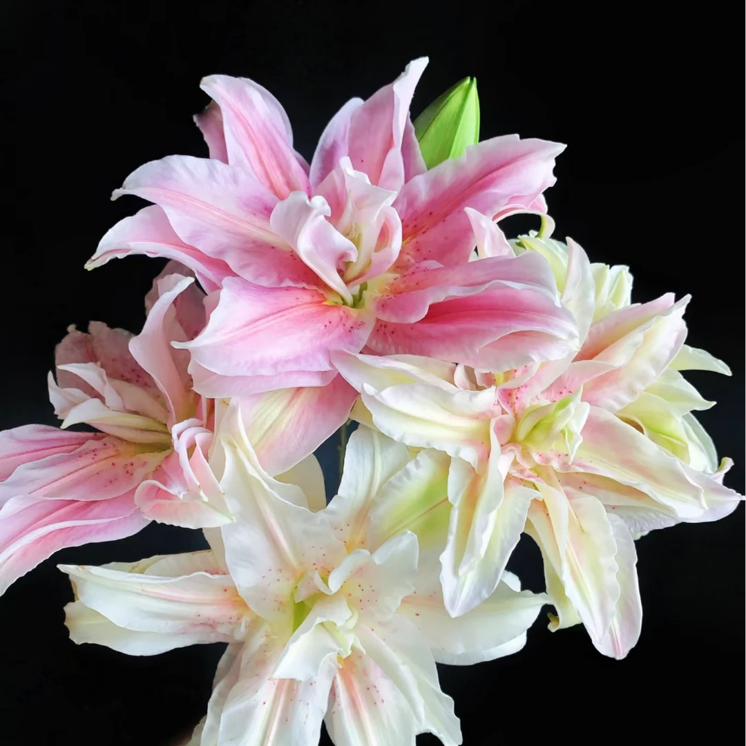 【伊莎贝拉】重瓣百合组合