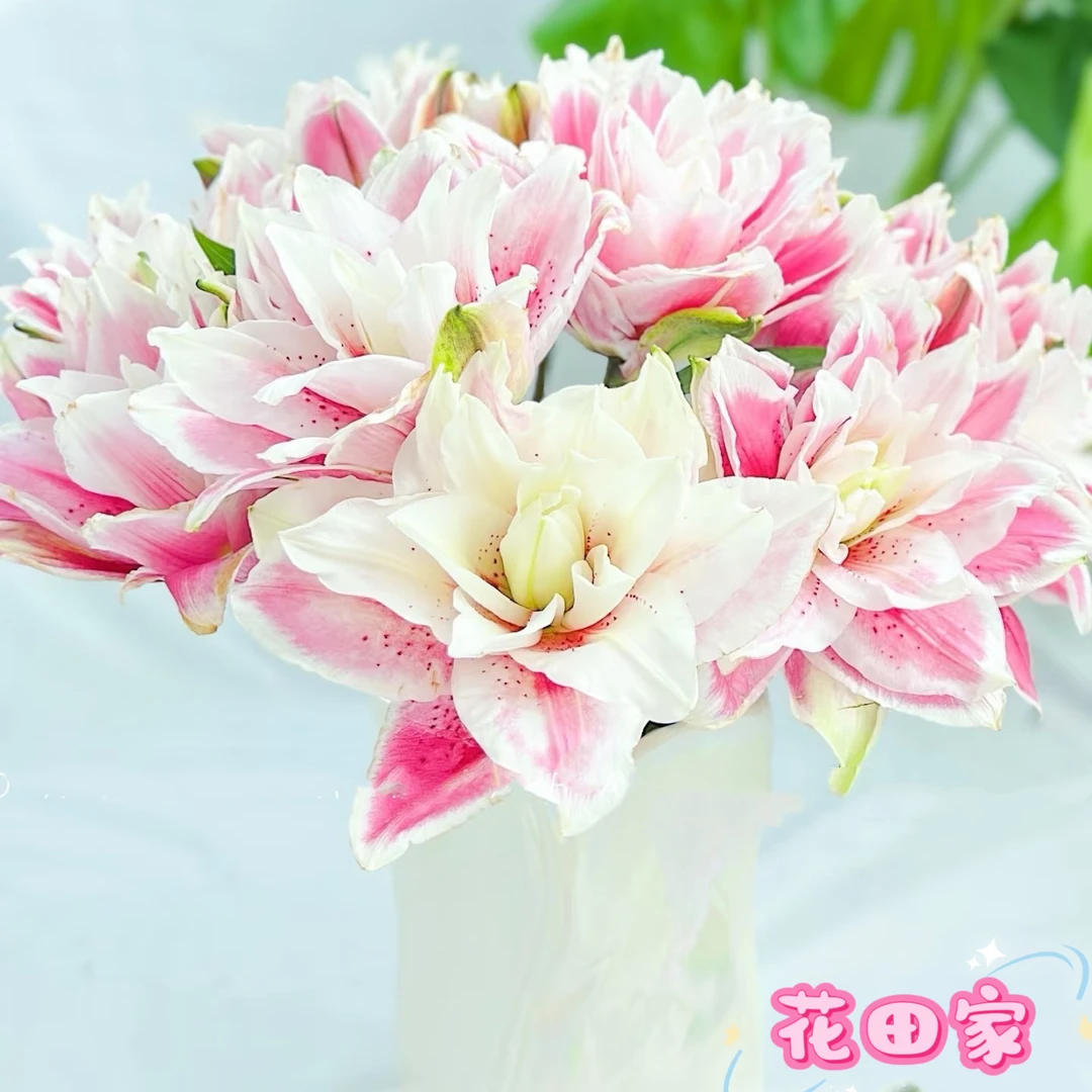 ~【火星之恋】花田家重瓣百合