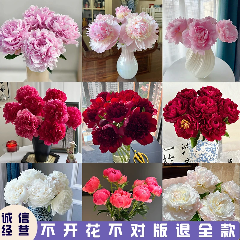 【福利款】芍药花苗观赏芍药花苗裸根发货菏泽基地直发花苗